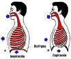 Respiracion